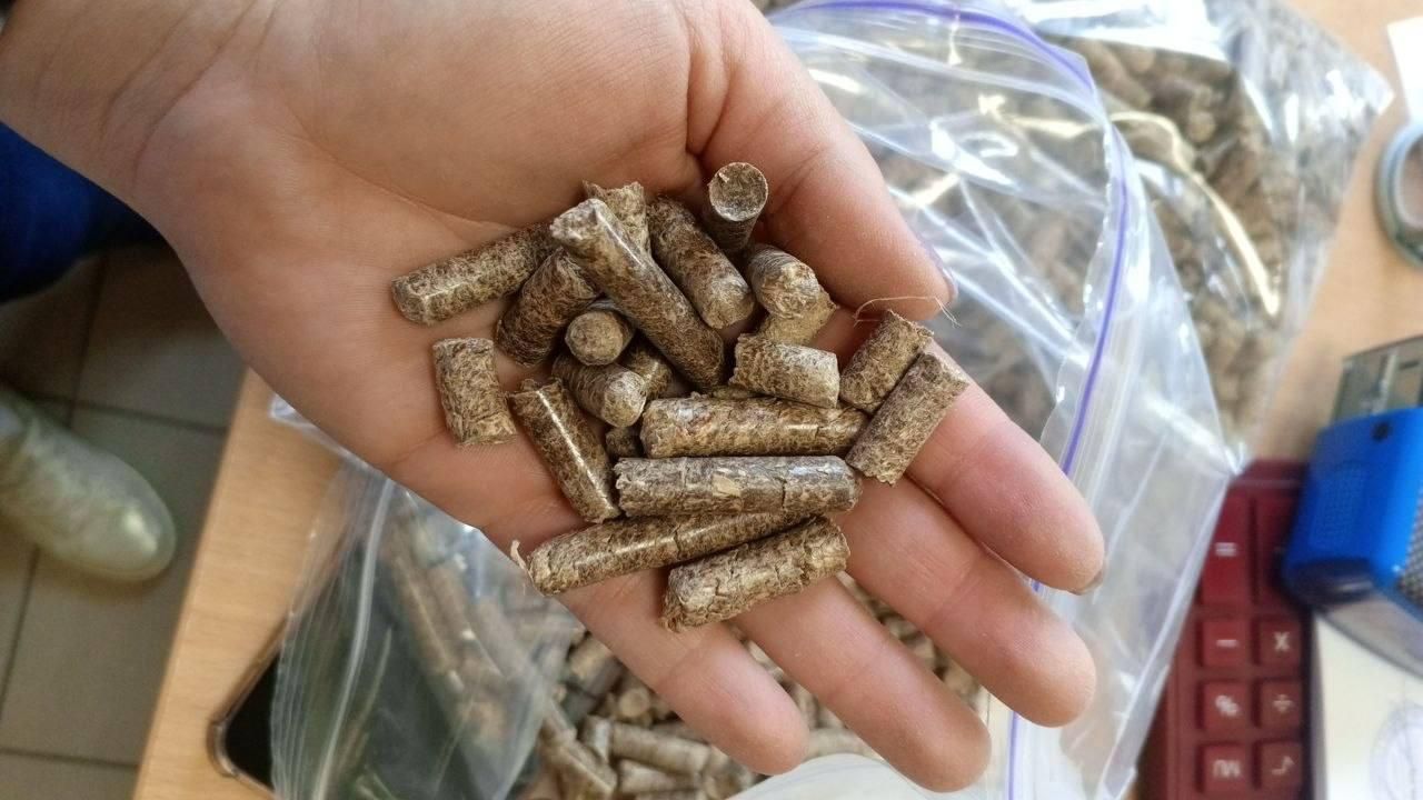 Handful of miscanthus pellets