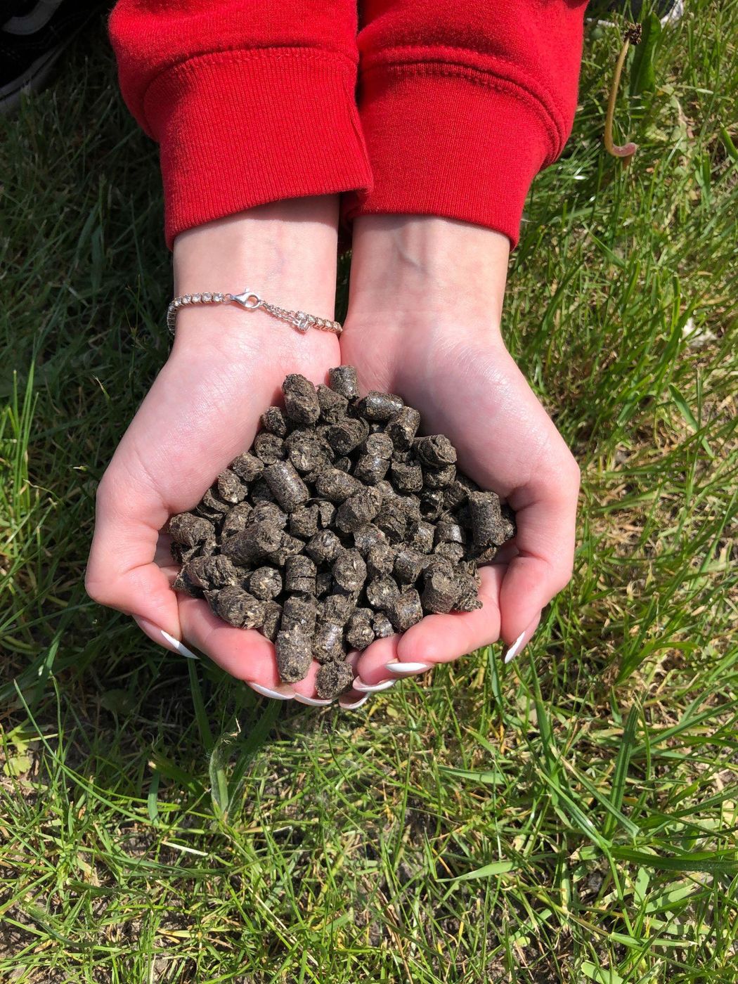 Two hands holding sunflower husk pellets